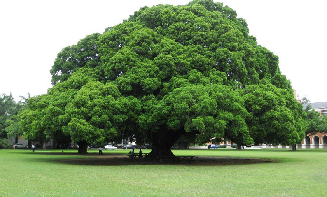 图木舒克金榕树服务号代运营案例